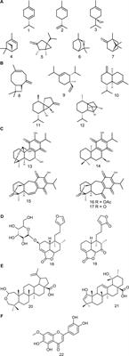 A Review on the Ethnopharmacology and Phytochemistry of the Neotropical Sages (Salvia Subgenus Calosphace; Lamiaceae) Emphasizing Mexican Species